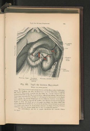 Fig. 277. Topik der hinteren Magenwand.
