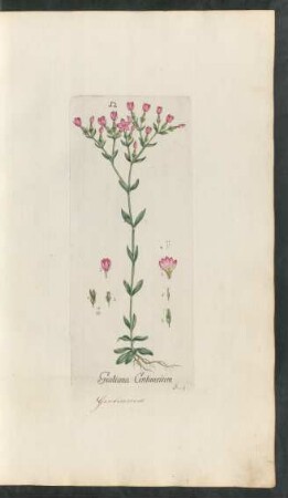 12. Gentiana Centaurium
