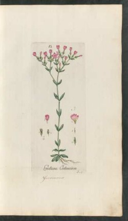 12. Gentiana Centaurium