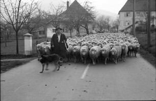 Bleibach: Schafherde mit Hirten auf Straße