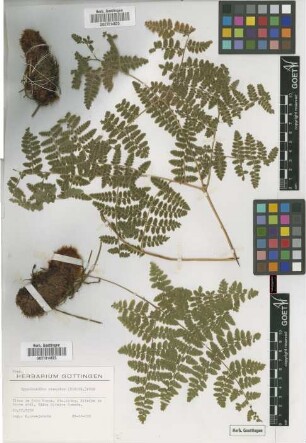 Hypodematium crenatum (Forssk.) Kuhn