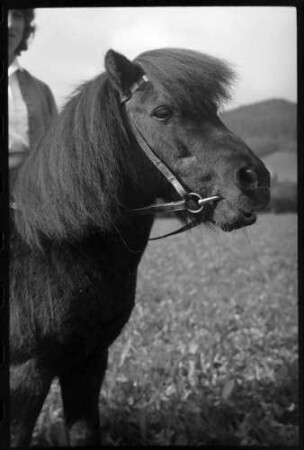 Glotterbad: Shetland Pony, Ponykopf