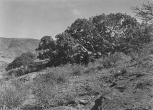 Baum : Blick auf einen schief gewachsenen Baum