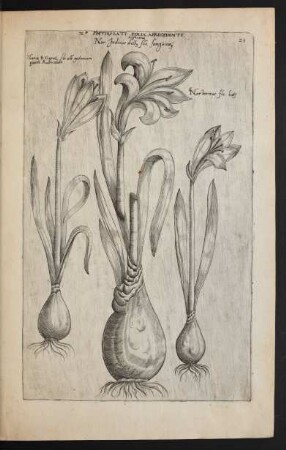 Taf. 28. [Narcissus]
