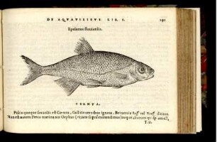 Epelanus fluviatilis