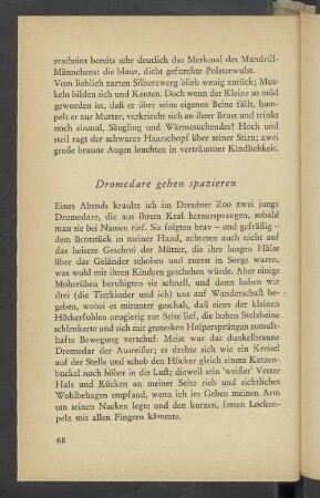 Dromedare gehen spazieren