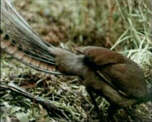 Menura superba (Menuridae) - Nahrungserwerb