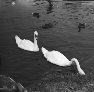 Serie zu: Moritzburg. Wassergeflügel : Dresden-Altstadt, Palais im Großen Garten. Enten und Schwäne im Palaisteich
