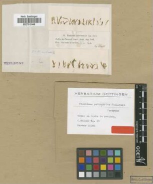 Fissidens petrophilus Sull. [isotype]