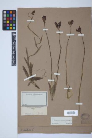 Burmannia disticha L.