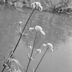 Landschaftsbild. Uferpflanzen. : Wobraz krajiny. Brjohowe rostliny.