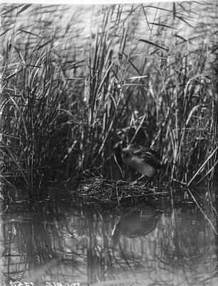 Haubentaucher : Haubentaucher (Podiceps cristatus) auf dem Nest.