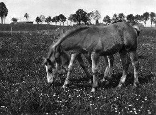 Tiere. Pferde auf einer Weide