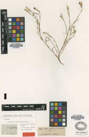 Dianthus tenuiflorus Griseb. [type]