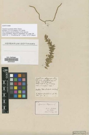 Lycopodium phlegmaria sensu G.Forst. (non L.)