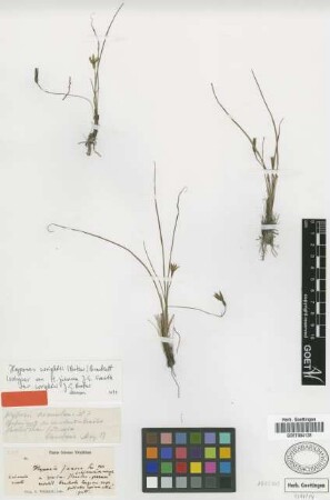 Hypoxis juncea Sm. var. Baker wrightii[isotype]