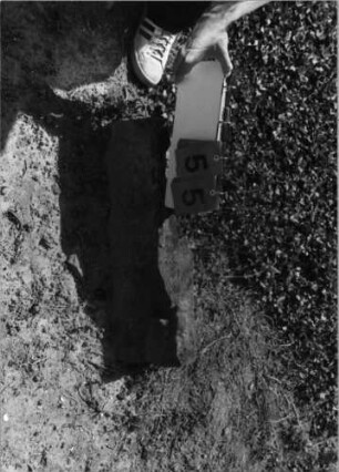 Grabstein 55 (Index: 99798218) Material: Sandstein, weiß Zustand: leicht verwittert Maße HxBxT: 0x0x0 cm: Grabstein 55
