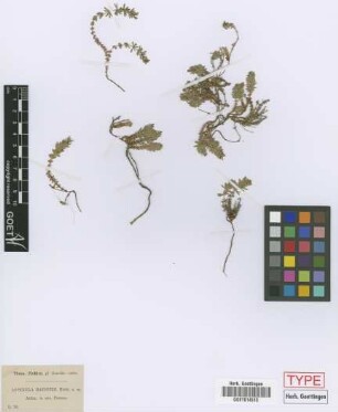 Asperula baenitzii Heldr. ex Boiss.[original material]