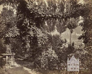 Bewachsener Garten mit Durchblick auf das Heidelberger Schloss