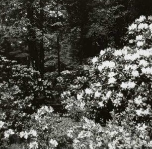Dresden. Großer Garten. Rhododendron