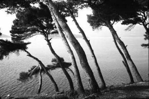 Lopud: Pinien am Meer, Hintergrund Inseln