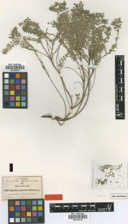 Euphorbia longecornuta S.Watson [type]