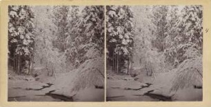 Wald im Winter