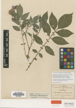 Solanum verrucosum Schltdl.