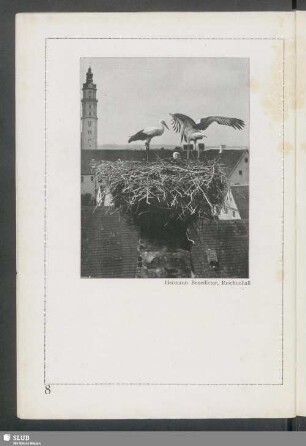 Störche auf dem Nest