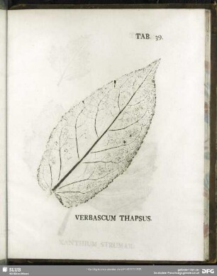Tab. 39. Verbascum Thapsus (Königskerze)