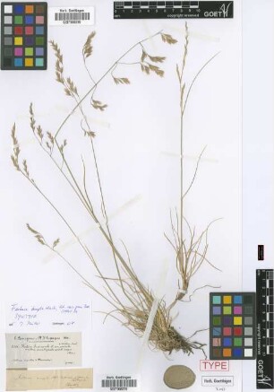 Festuca ampla Hack. [syntype]