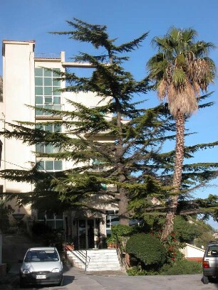 Bäume vor dem Panorama-Hotel in Monreale