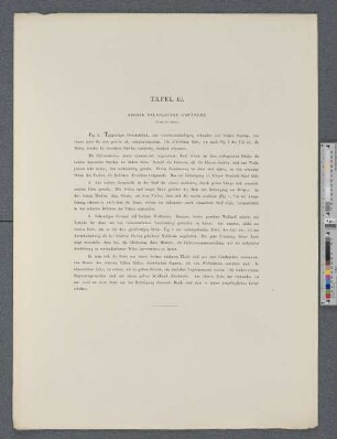 Tafel 42. Grosse talarartige Gewänder.
