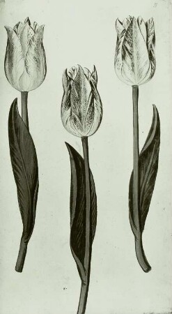 Gallus Luckius, Blumenbuch: Gartentulpe - Tulpia gesneriana