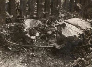 Gartenkürbis (Cucurbita pepo) blühend