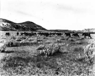 Pferdeherde : Eine Herde Pferde in der Steppe bei Medora (North Dakota).