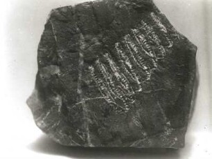 Graptolith (Monogratus turriculatus) auf Kieselschiefer (Gotlandium) mit Brüchen und Falten. Pansberg bei Petershain-Horscha