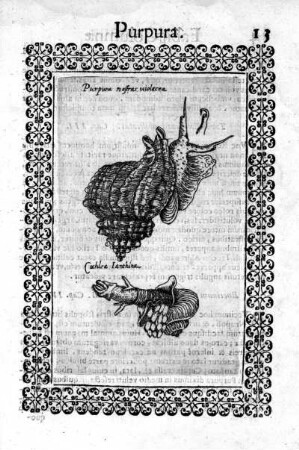 Purpura nostras violacea. - Cochlea Ianthina