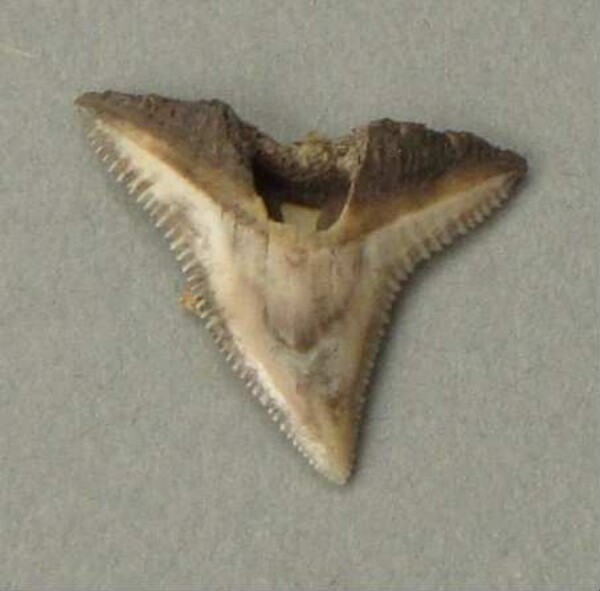 Shark tooth