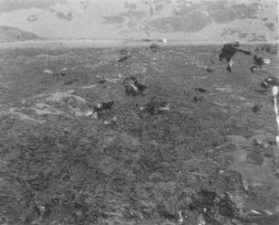 Das Riff bei Ebbe : Blick über das Riff vor dem Hafen von Barneville-Carteret bei Ebbe