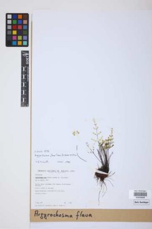 Argyrochosma flava (Hook.) M.Kessler & A.R.Sm.