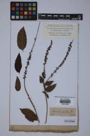 Veronica spuria spuria L.