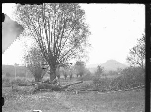 Bachlauf mit gefälltem Baum; dahinter Burgruine Weibertreu