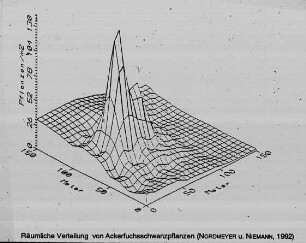 Räumliche Verteilung von Ackerfuchsschwanzpflanzen (Nordmeyer und Niemann, 1992)