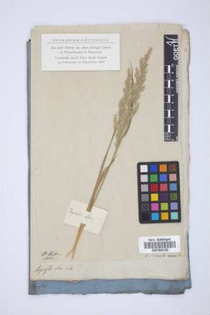 Agrostis alba