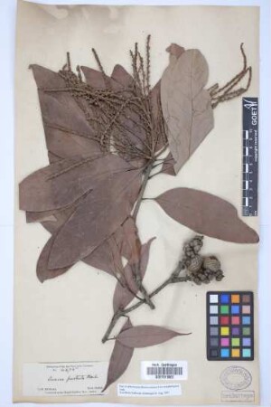 Quercus fenestrata Roxb.
