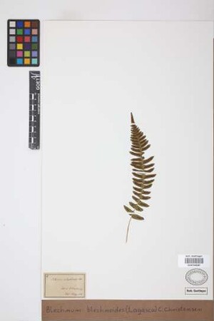 Blechnum blechnoides (Lag.) C.Chr., 1905
