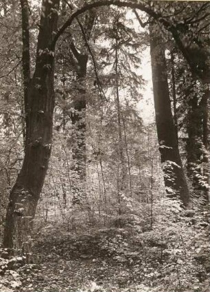 Auenwald im Neschwitzer Schlosspark