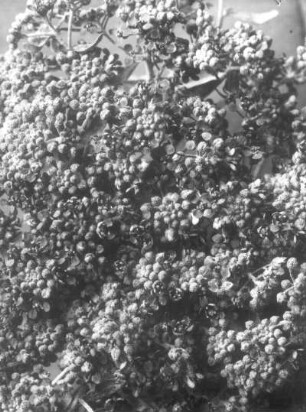 Silbergraues Steinkraut (Alyssum argenteum), Blütenstand in Knospe