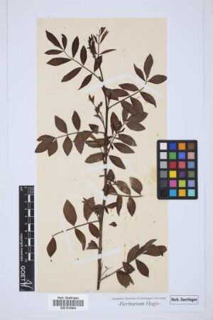 plant